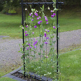 Flexigarden Ramspaljé grön 13550030010