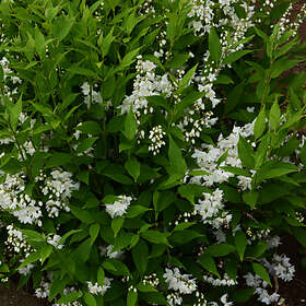 @plant Prydnadsbuske Bruddeutzia 10-pack Deutzia gracilis, co, 20-p 101470-20