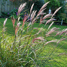 @plant Planta Glansmiskantus Red Chief Miscanthus sinensis 'Red Chief', 2L, 2-pack GTG30275-2
