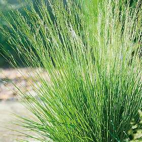 @plant Planta Blåtåtel Edit Dudszuz Molinia caerulea 'Edith Dudszus', 2L, 10-pack GTG30278-10