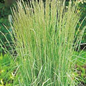 @plant Prydnadsgräs Brokbladigt Tuvrör Overdam Calamagrostis x acutiflora 'Overdam', 2L, 10-pack GTG30235-10