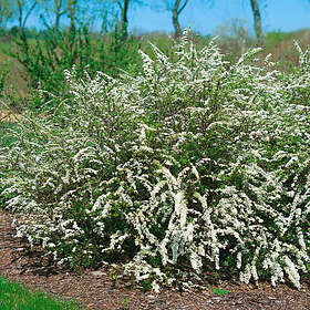 @plant Planta Norsk brudspirea 20-40 cm, Krukodlade 10st Spiraea x cinerea 'Grefsheim' E, co, 100-p 101160-100