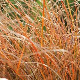 @plant Planta Brandstarr Prairie Fire Carex testacea 'Prairie Fire', 2L, 2-pack GTG30263-2