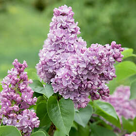 @plant Planta Vanlig Syrén 20-40 cm, 10 st Krukodlade Syringa vulgaris, co, 100-p 101167-100