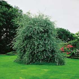 @plant Prydnadsträd Silverpäron 60 cm Pyrus salicifolia Pendula, sh cm, co 101602