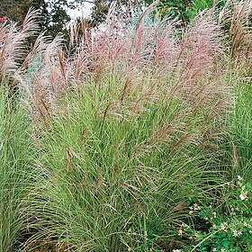 @plant Prydnadsgräs Glansmiskantus Japanskt Gräs Morning Light Miscanthus sinensis 'Morning Light', 2L, 10-pack GTG30248-10