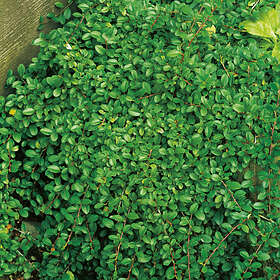 @plant Marktäckare Småbladig Krypoxbär Cotoneaster radicans 'Eichholz', co, 20-p 101136-20