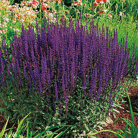 @plant