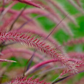 @plant Planta Fjäderborstgräs Fireworks Pennisetum advena 'Fireworks', 2L, 10-pack GTG30283-10