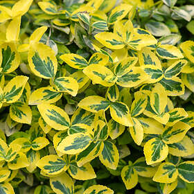 @plant Marktäckare Gulbrokig Klätterbenved Emerald'n'Gold Euonymus fortunei var. radicans 'Emerald 'n' Gold', co, 20-p 101473-20