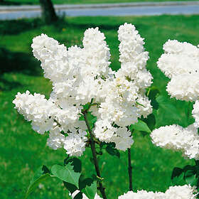 @plant Planta Vit Syrén 20-40 cm, Krukodlade 10st Syringa vulgaris f. alba, co, 100-p 101166-100