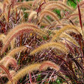 @plant Planta Fjäderborstgräs Rubrum Pennisetum setaceum 'Rubrum'', 2L, 4-pack GTG30286-4