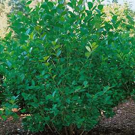 @plant Planta Slånaronia Elata 30-50cm, Krukodlade 10st Aronia × prunifolia 'Elata' (syn.Fk 'Västeråker E), co, 100- 101131-100