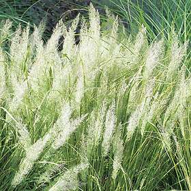 @plant Prydnadsgräs Diamantrör Calamagrostis brachytricha, 2L, 10-pack GTG30236-10