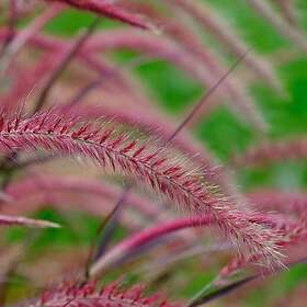 @plant Planta Fjäderborstgräs Fireworks Pennisetum advena 'Fireworks', 2L, 2-pack GTG30283-2