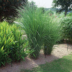 @plant Prydnadsgräs Glansmiskantus Japanskt Gräs Gracillimus Miscanthus sinensis 'Gracillimus', 2L, 10-pack GTG30244-10