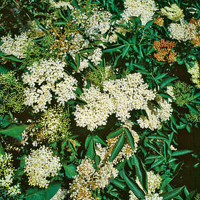 @plant Planta Fläder Bålsta 20-40 cm, 10st Sambucus nigra, co, 100-p 101158-100