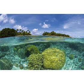 Dimex Tapet Coral Reef MS-5-0200-DX