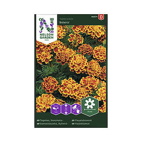 Nelson Garden Blomfrö Sammetstagetes Bolero