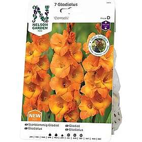 Blomsterlökar Gladiol storblommig Cornelli orange 7-pack