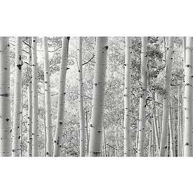 Komar Fototapet Birchforest 450x280cm SHX9-030