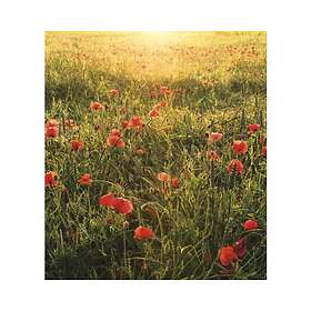Komar Fototapet Poppy World 250cmx280cm SHX5-071
