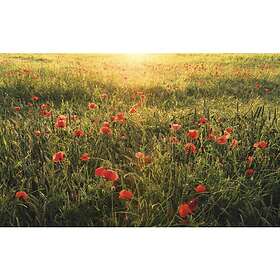 Komar Fototapet Poppy World 450x280cm SHX9-071
