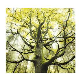 Komar Fototapet The Dream Tree 300x280cm SHX6-020
