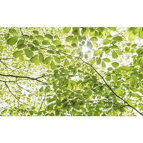 Komar Fototapet Under the Treetops 450x280cm SHX9-045