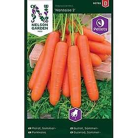 Porkkanan siemenet
