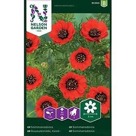 Nelson Garden Fröer Sommaradonis Röd
