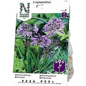 Nelson Garden Vårlök Afrikas Blå Lilja Agapanthus