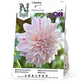 Nelson Garden Vårlök Dahlia Cafe au Lait Hög