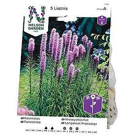 Nelson Garden Vårlök Rosenstav Liatris Spicata, Lila