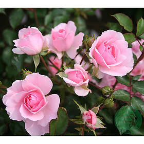 Piardino Buskros Bonica Barrot Rosa 5-Pack