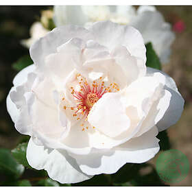 Piardino Buskros Jacqueline Du Pré Barrot Vit