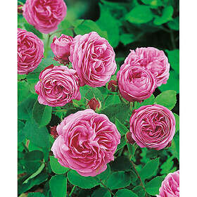 Piardino Buskros Louise Odier Barrot Rosa 5-Pack