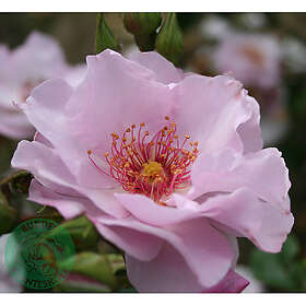 Piardino Buskros Odyssey Barrot Rosa 5-Pack