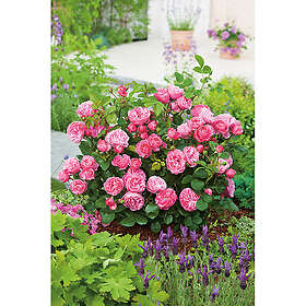 Piardino Buskros Leonardo Da Vinci Barrot Rosa 5-Pack