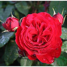 Piardino Buskros Look Good Feel Better Barrot Röd 10-Pack