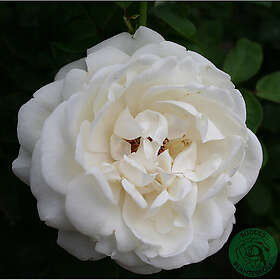 Piardino Buskros Nina Renaissance Barrot Vit