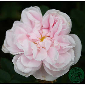 Piardino Buskros Stanwell Perpetual Barrot Rosa