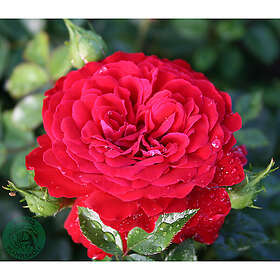 Piardino Klätterros Grand Award Barrot Röd 5-Pack