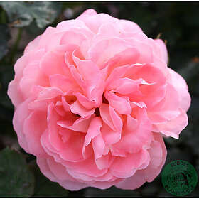 Piardino Buskros Sissel Renaissance Barrot Rosa