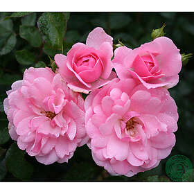 Piardino Klätterros Climbing Bonica Barrot Rosa 5-Pack