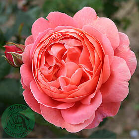 Piardino Buskros Summer Song Barrot Rosa