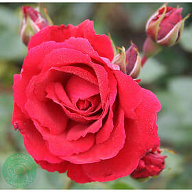 Piardino Klätterros Sympathie Barrot Röd 5-Pack