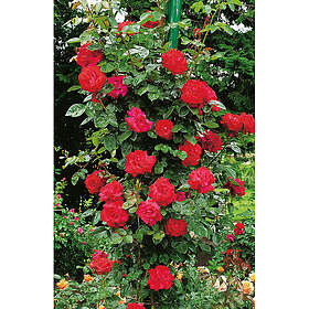 Piardino Klätterros Santana Barrot Röd