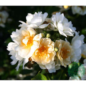 Piardino Klätterros Helenae Hybrida Barrot Gul 10-Pack