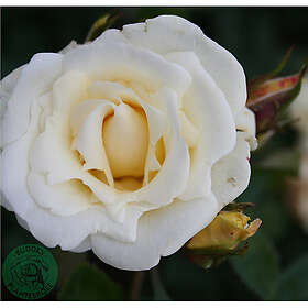 Piardino Klätterros Nights Barrot Vit 5-Pack